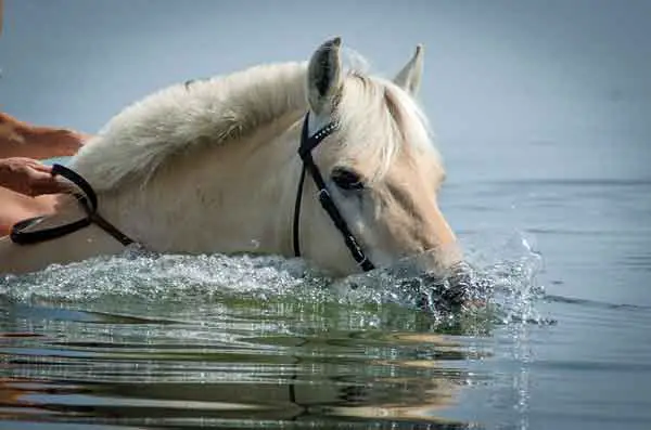 Horse swimming in water