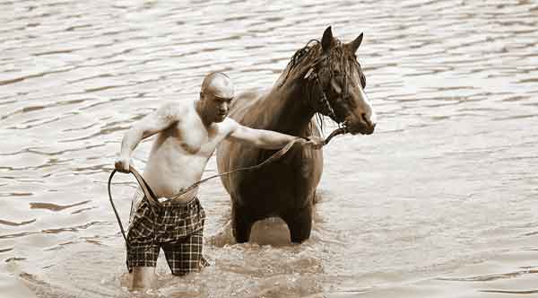 Horse learning how to swim in shallow water