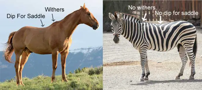 Differences between a horse and a zebra