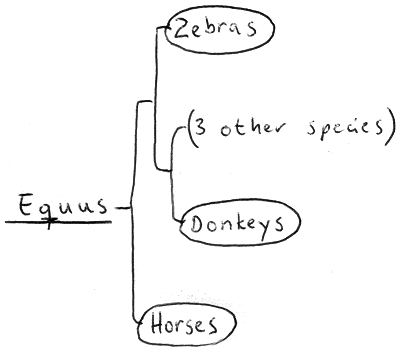 Zebra, horse, and donkey relation 