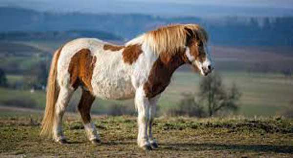 Icelandic horse (smaller than regular horses)