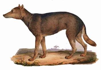 39 Extinct Animals: Madagascar, Rainforests etc. (with images) –  