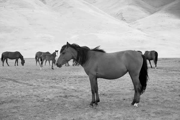 Kentucky mountain small horse