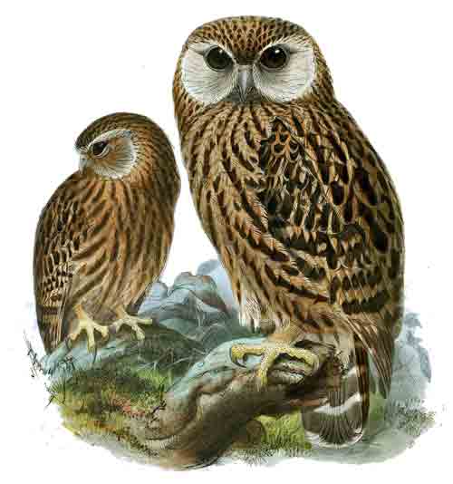 Laughing Owls from the rainforests