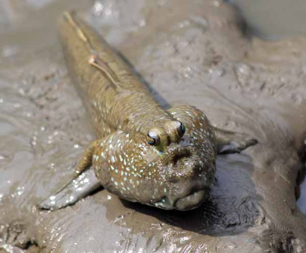 Lungfish with weird digestion system