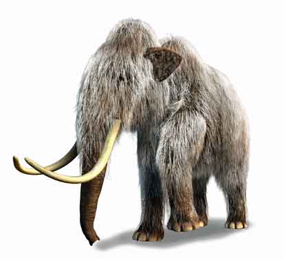 Mammoths