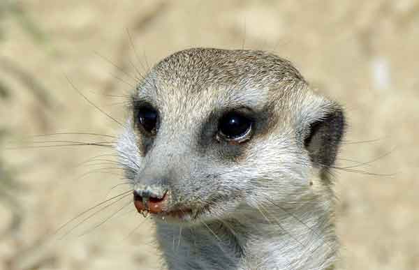 Meercat with deep black eyes