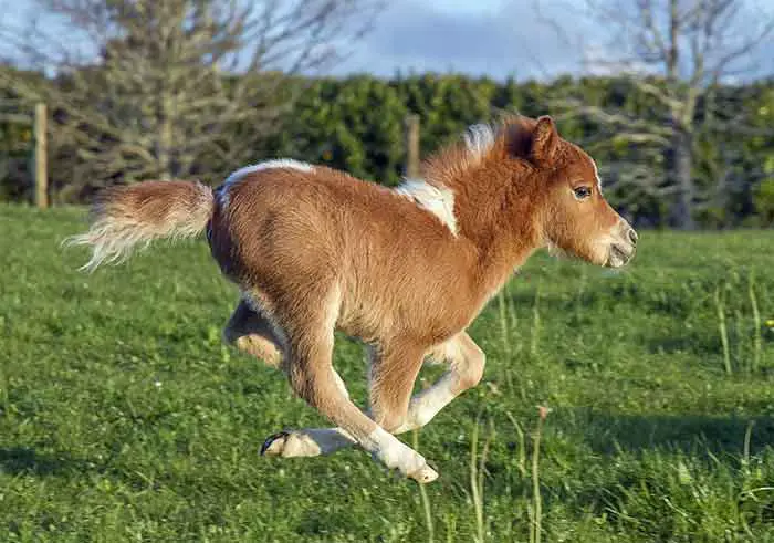 Miniature Horse Riding Fast