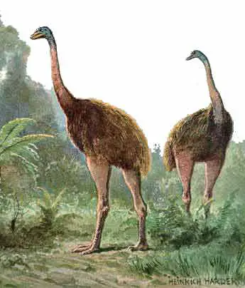 Two Moa birds in green area