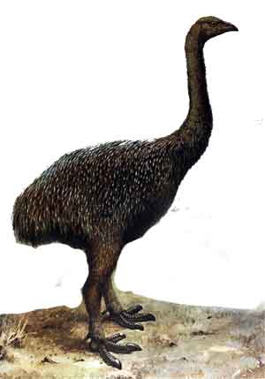 Moa