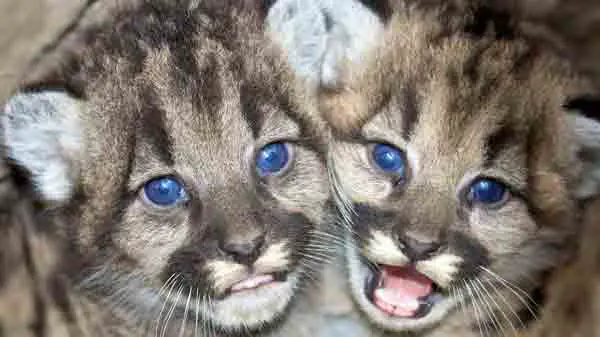 Mountain lion cubs with blue eyes