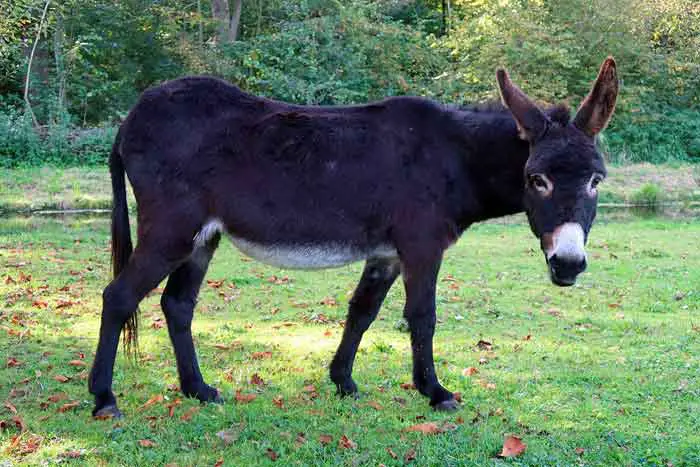 Mule (crossbred from horse and donkey)