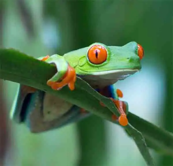 Frog with Orange eyes