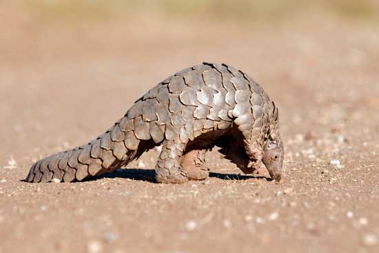 Pangolins are endangered