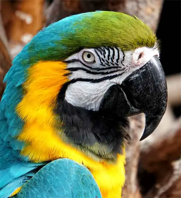 Parrot with white eyes