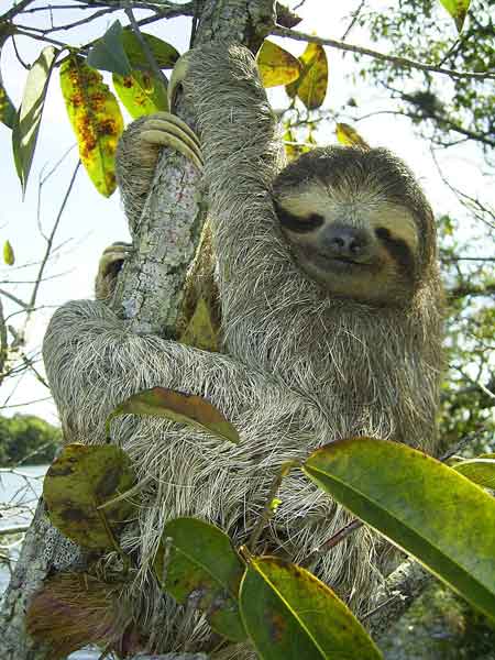 Pygmy Three-toed Sloth