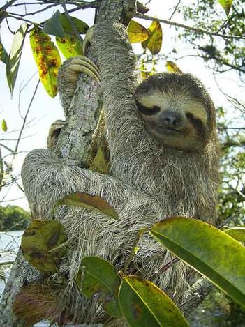 39 Extinct Animals: Madagascar, Rainforests etc. (with images) –  