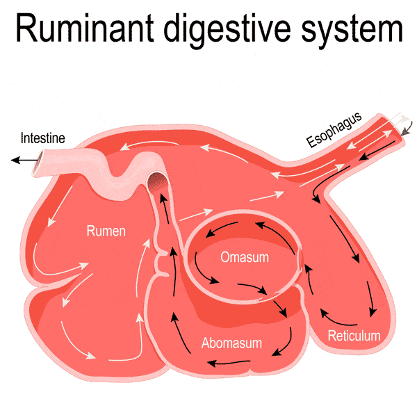 Ruminant stomach system explained (easy)