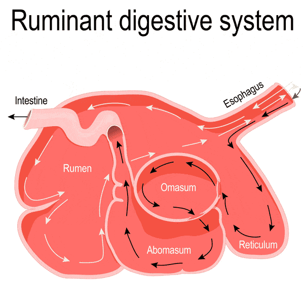 11 Animals With Multiple Stomachs Or None At All! (with images