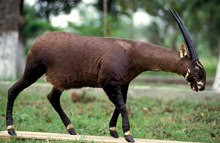 Saola endangered species