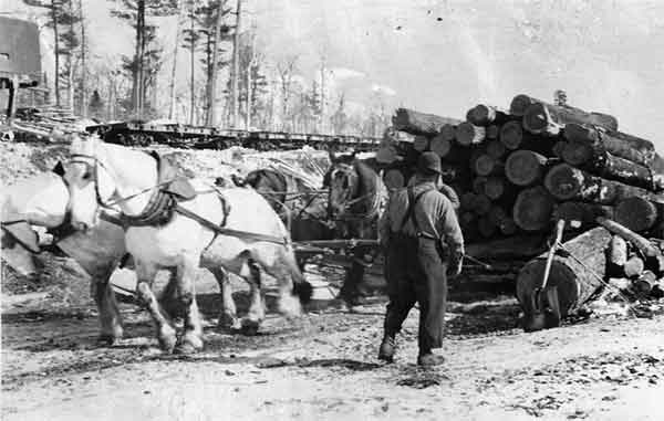 Shire breed horses pulling a heavy load of logs