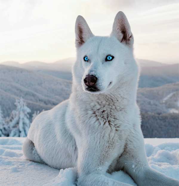 Snow wolf with blue eyes