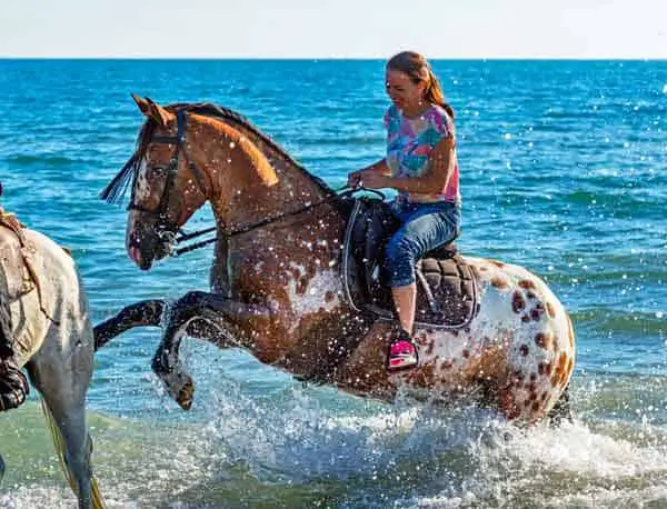 Swimming horse with a rider on the back