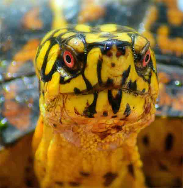 Turtle with sparkling red eyes and yellow skin