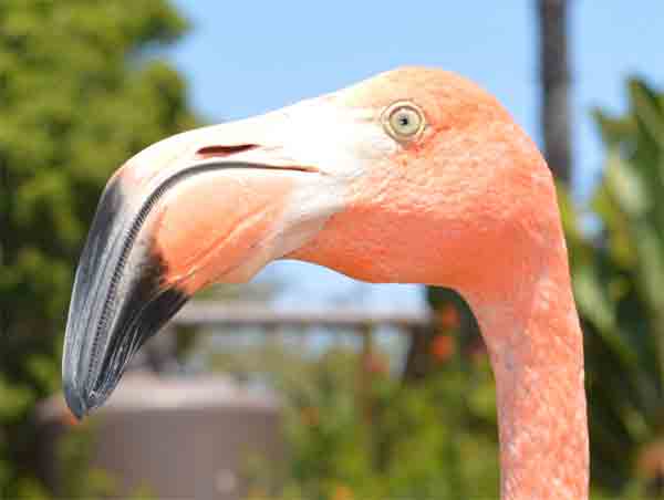 Flamingo with white eyes