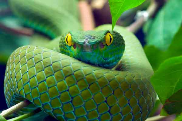 Yellow eyed snake with green scales