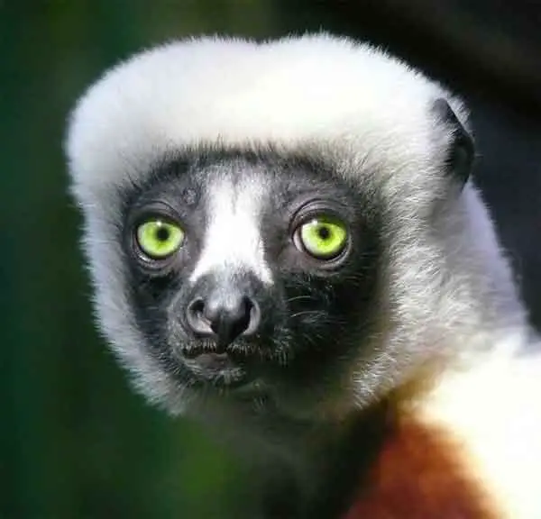 Lemur with green eyes