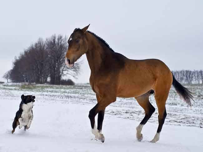 Akhal-Teke horse breed