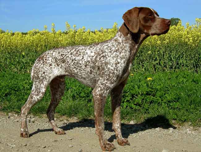 english pointer shedding