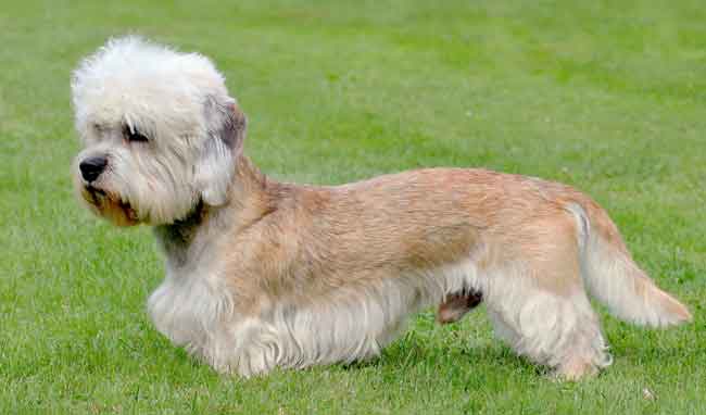 Dandie Dinmont Terrier