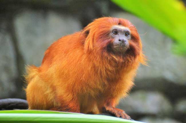 Golden Lion Tamarin sitting in tree