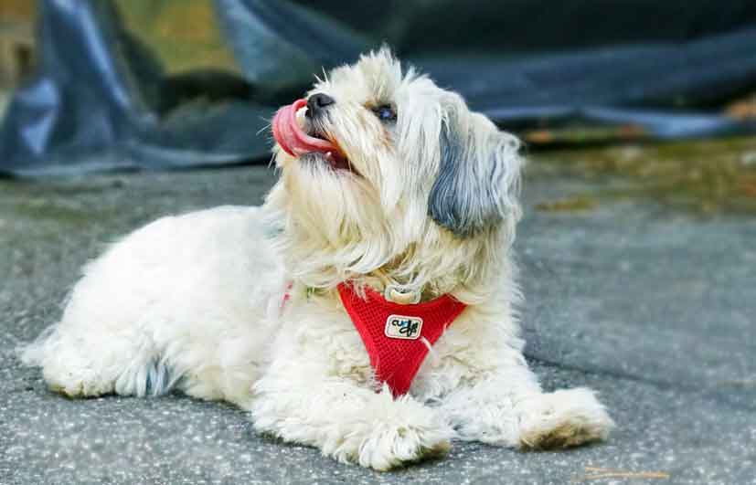 havanese dog shed