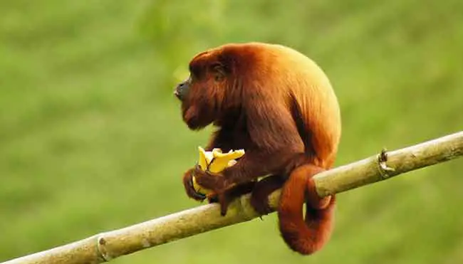 Howler Monkeys in tree (small breed)
