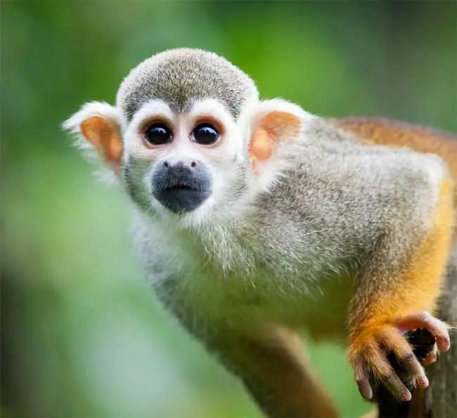 Squirrel monkey (small monkey breed)