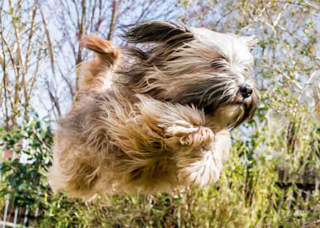 do terriers shed