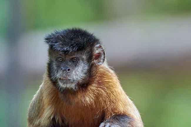 Tufted Capuchins