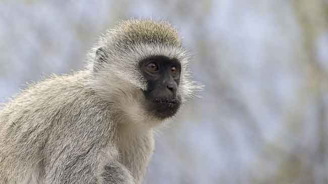 Vervet Monkeys