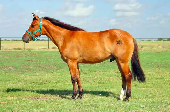 American Quarter horse on the field