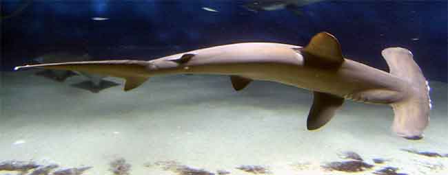 Anchor from finding nemo is a hammerhead shark