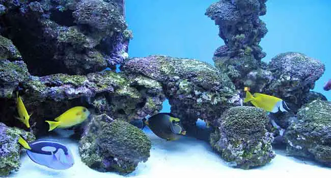 Aquarium With Mineral Water