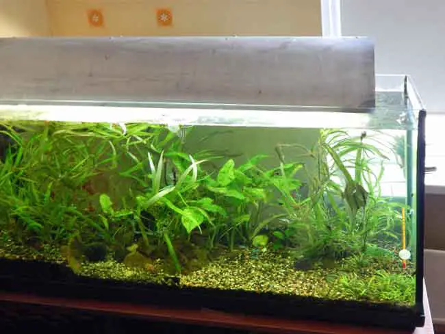 Aquarium with water filled to the top
