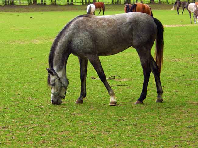 Arabian horse is perfect for endurance races