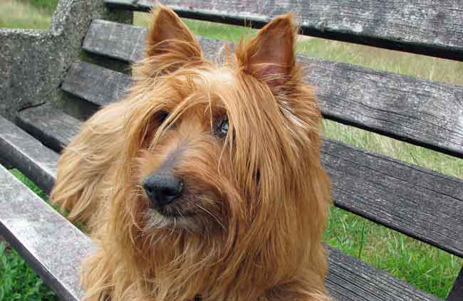 terrier mix shed