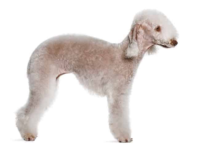 Bedlington Terrier