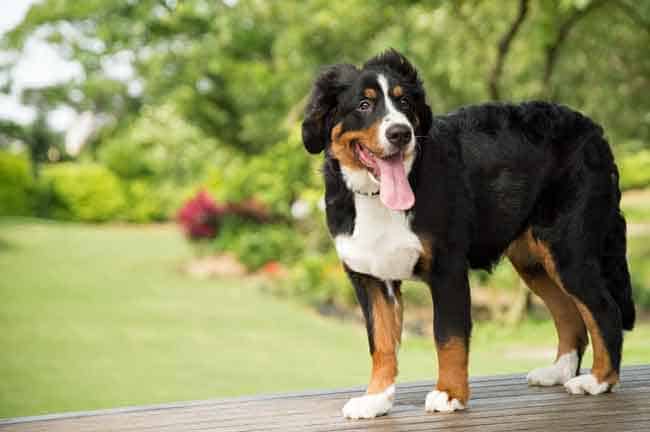 bernese mountain dog long hair dogs