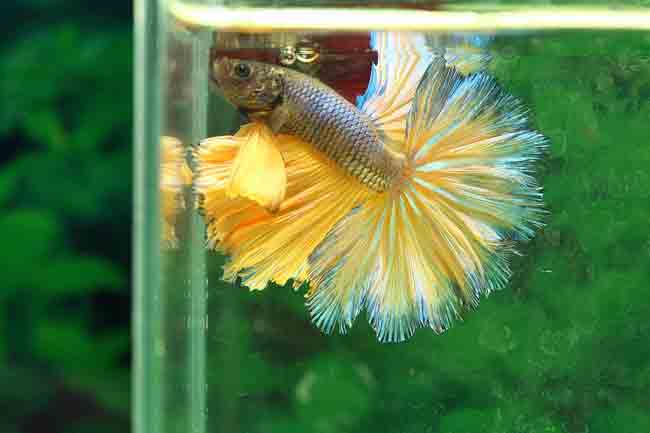 female bettas fighting